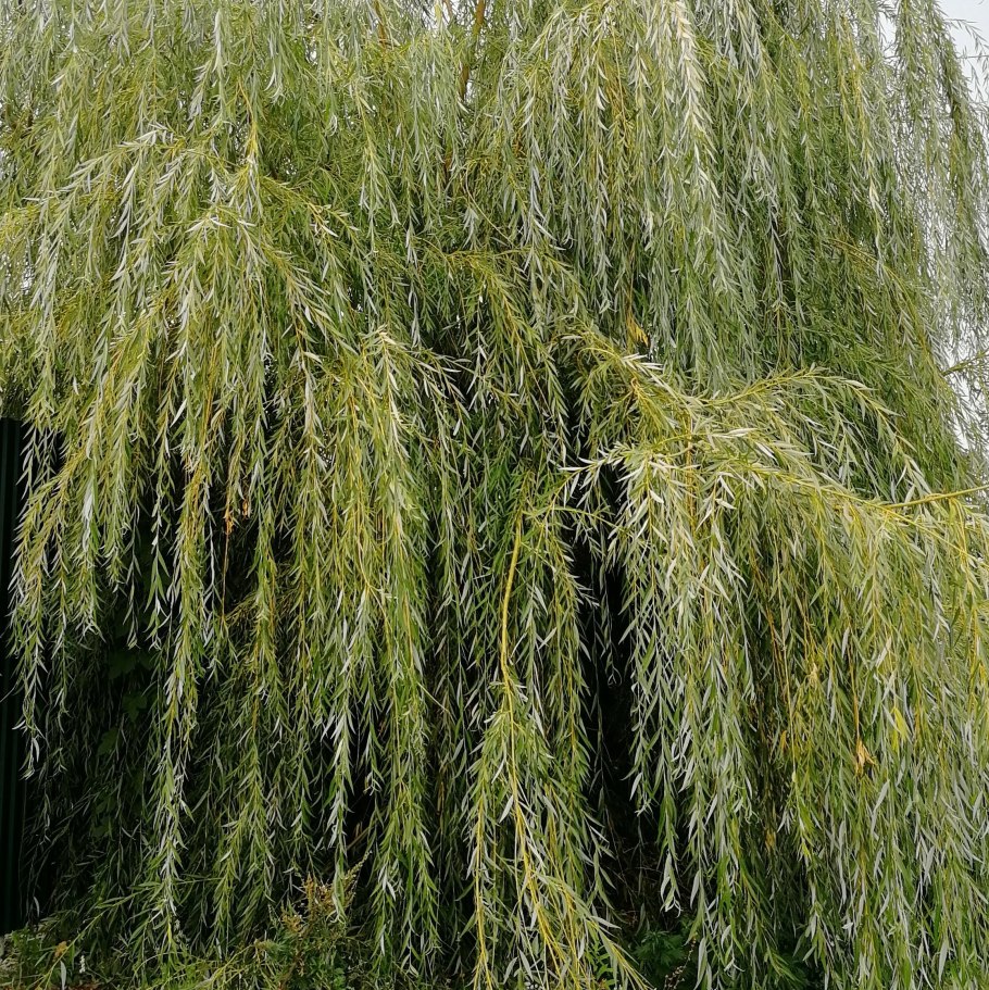Ива белая Тристис Salix Alba &#96;tristis&#96;