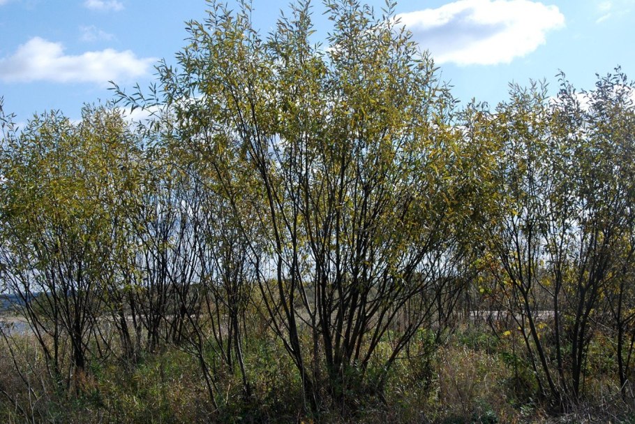 Ива желтокорая плакучая