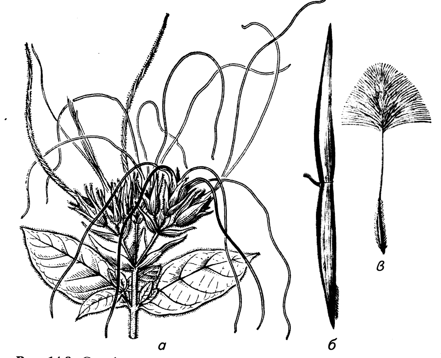 Адаптации кувшинки