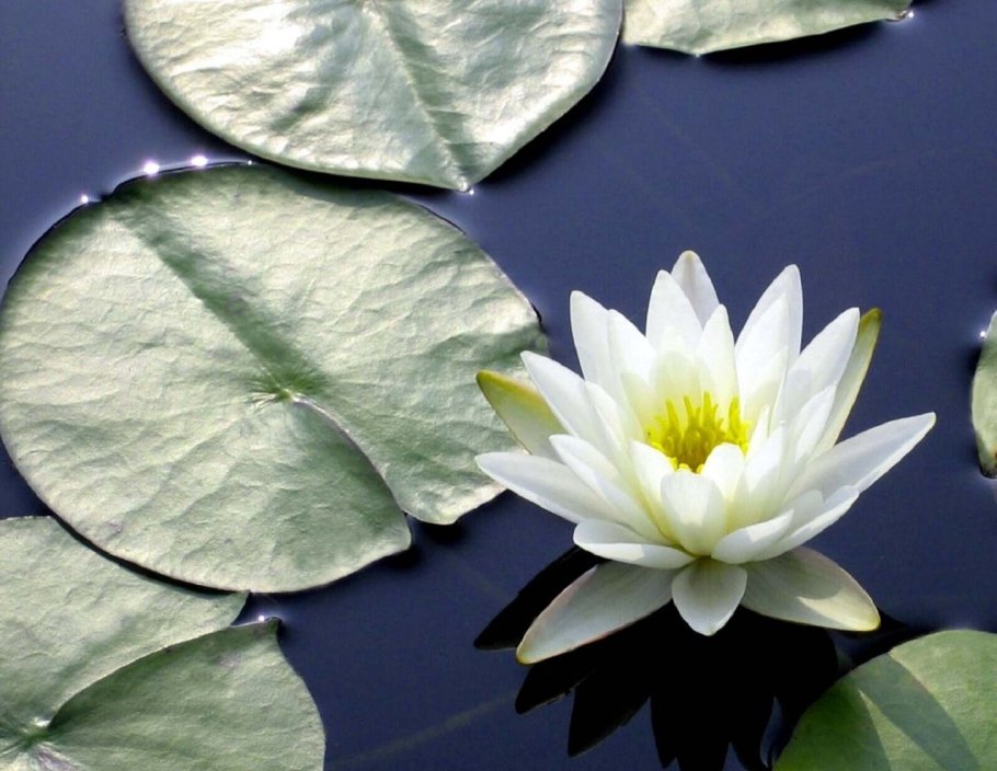 Экологические группы водных растений