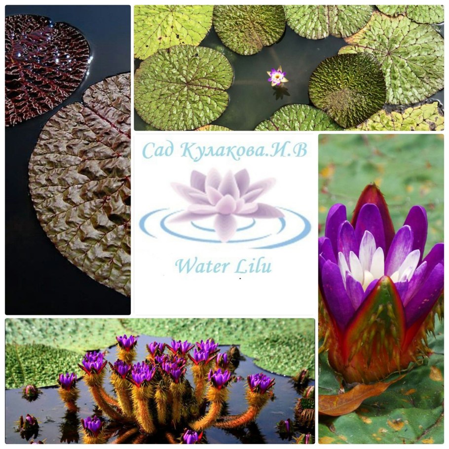 Living Nelum редкий