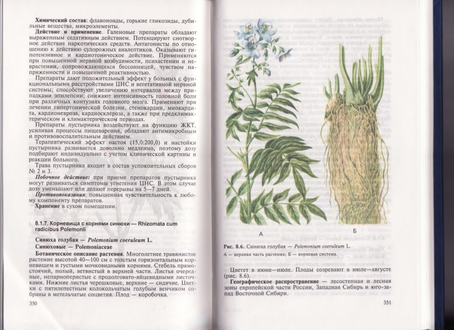 Влаголюбивые растения гигрофиты