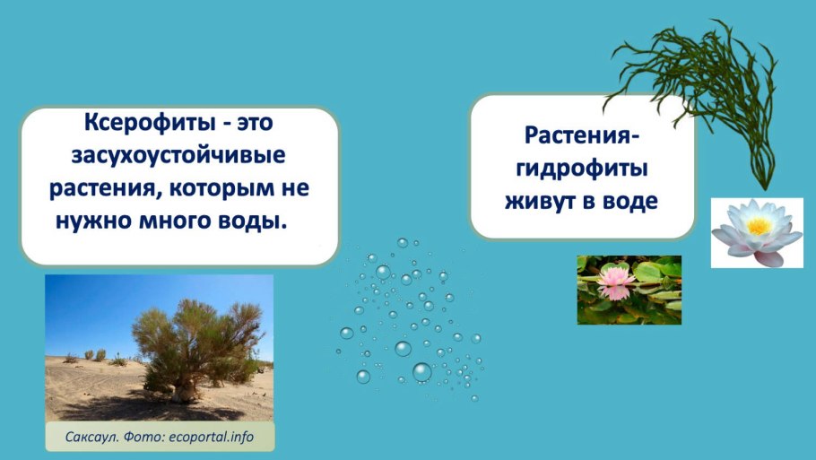 Водные растения в Оби