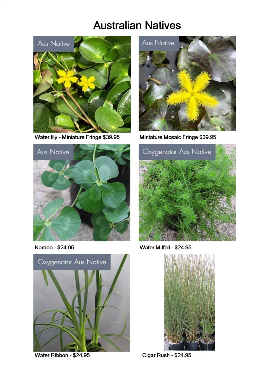 Систематика макрофитов в водоёмов средней полосы