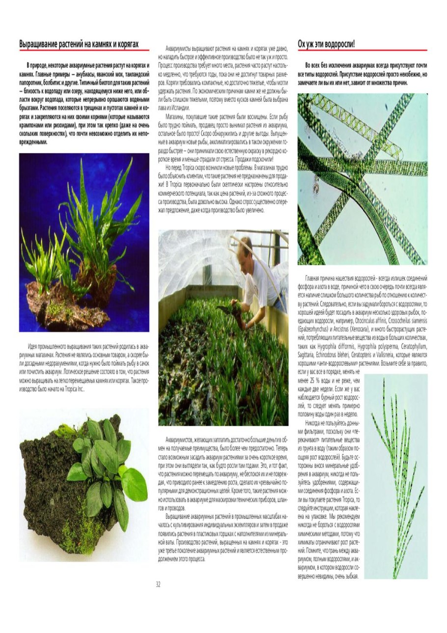 Лотус растение кувшинка