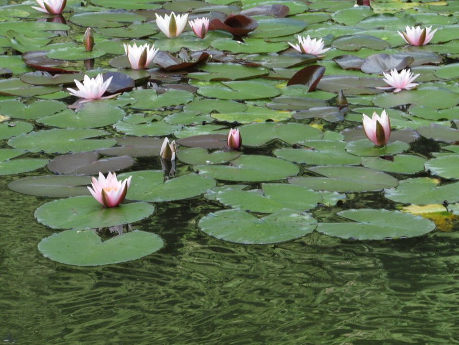 Растения которые растут в воде