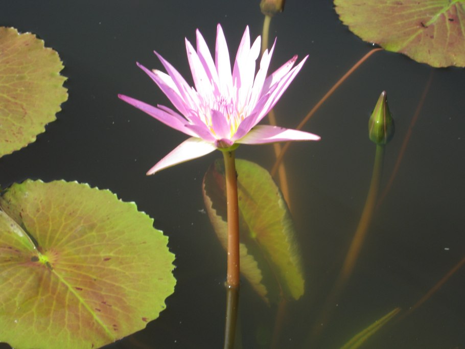 Растения характеризующие людей