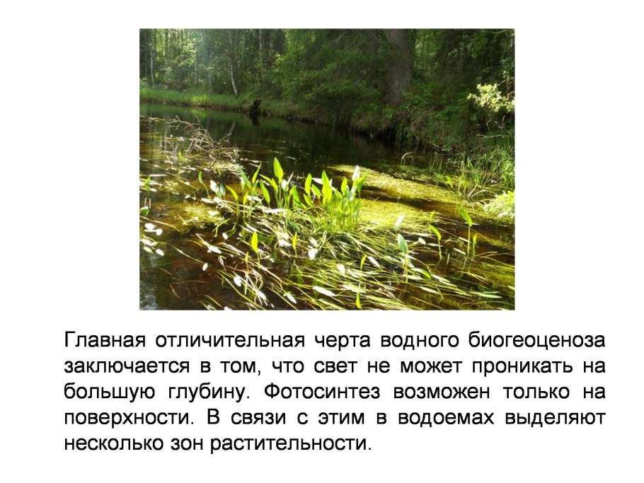 Пистия в Амазонке