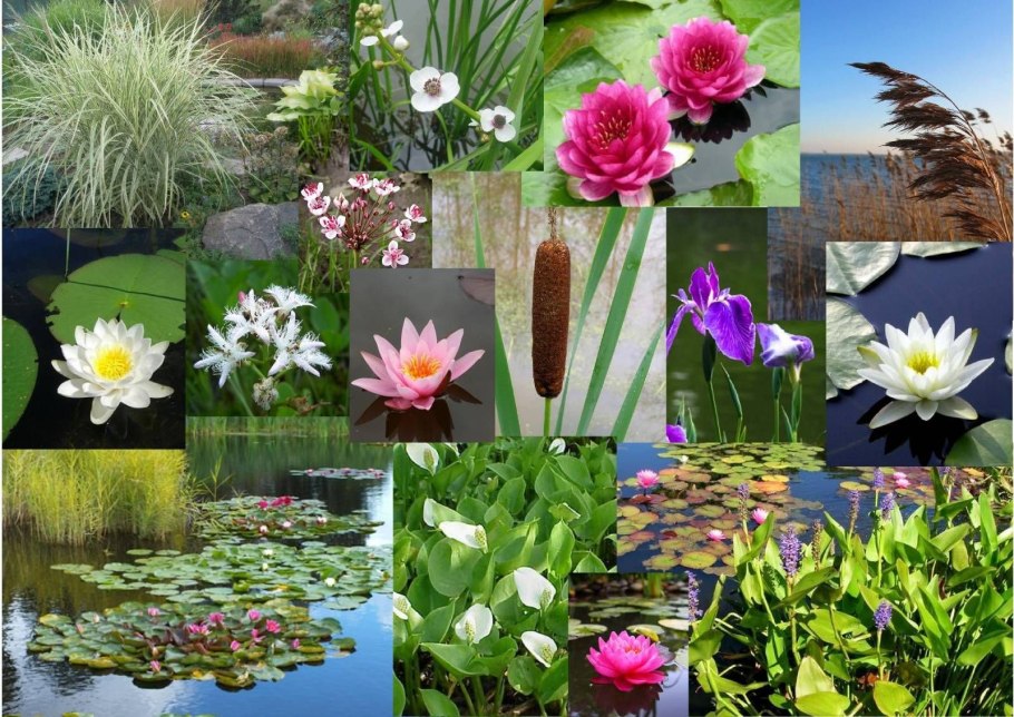 Лотос Альба Регия