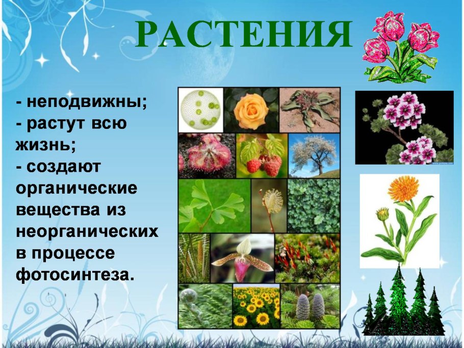 Стрелолист обыкновенный