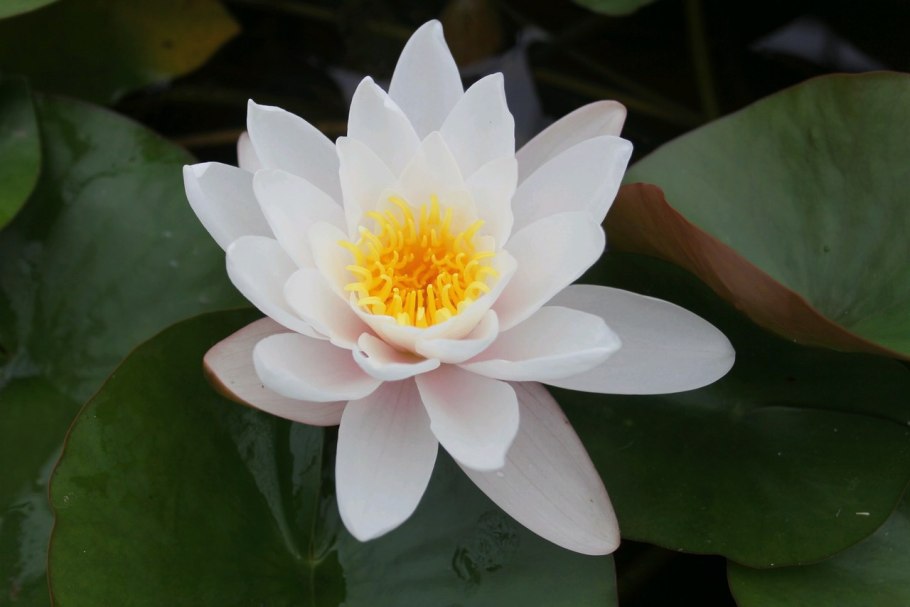 Кувшинка гидатофит