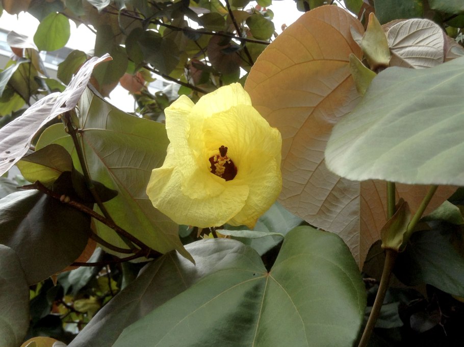 Гибискус манио