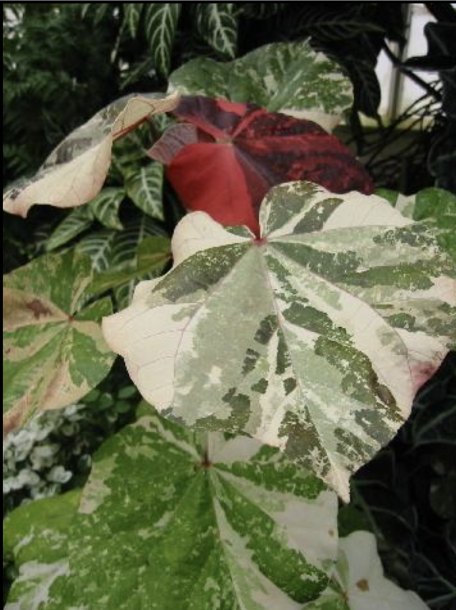 Гибискус Липовидный вариегатный