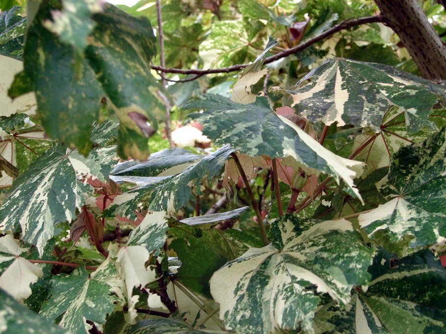 Гибискус Липовидный вариегатный