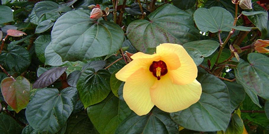 Гибискус Липовидный