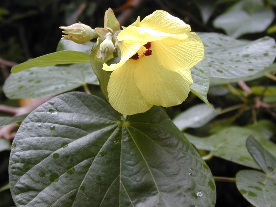 Гибискус Липовидный