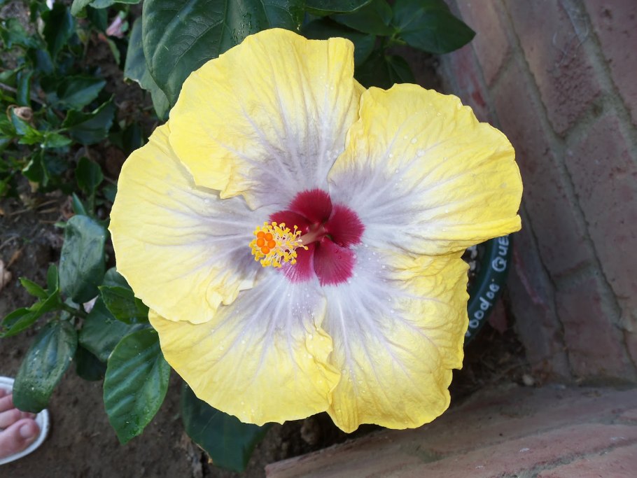 Гибискус лимонный