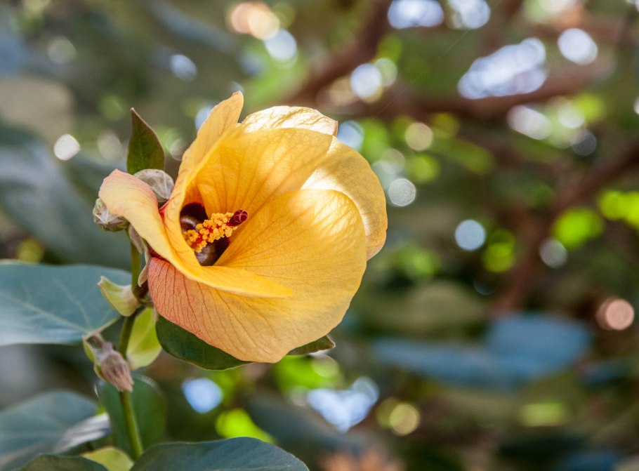 Гибискус тилиацеус липолистный