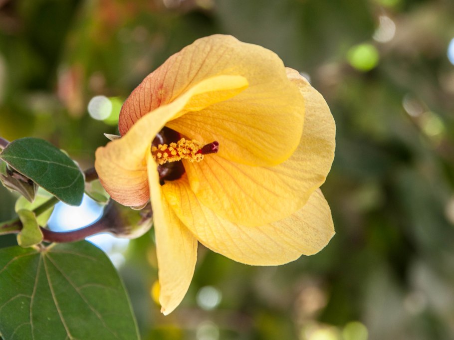 Гибискус тилиацеус липолистный