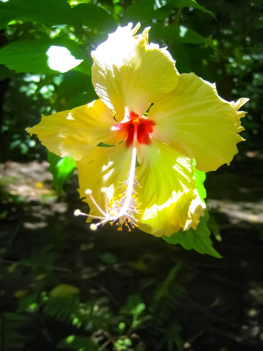 Гибискус липолистный Триколор