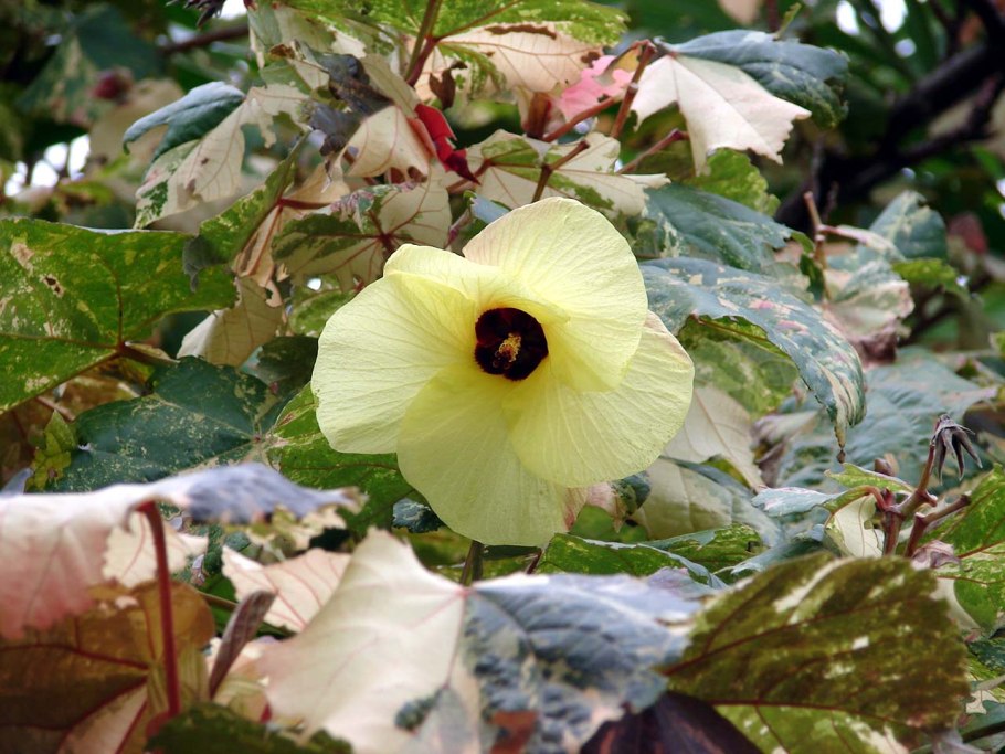 Гибискус Липовидный