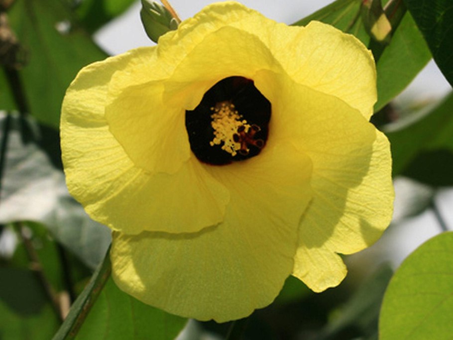 Hibiscus tiliaceus variegata