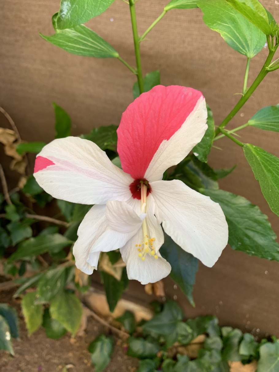 Гибискус мраморный