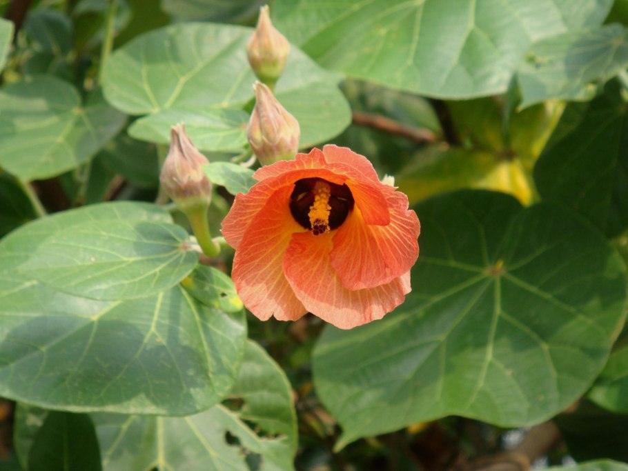 Гибискус липолистный вариегатный