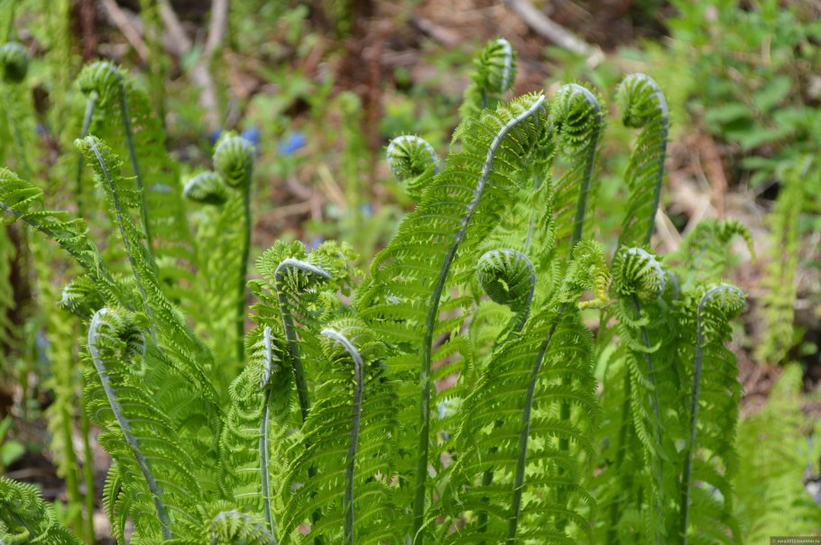 Папоротник Щитовник листья