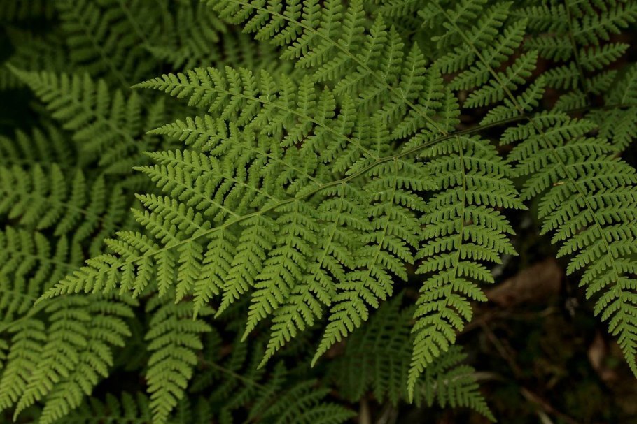 Папоротник орляк заросли