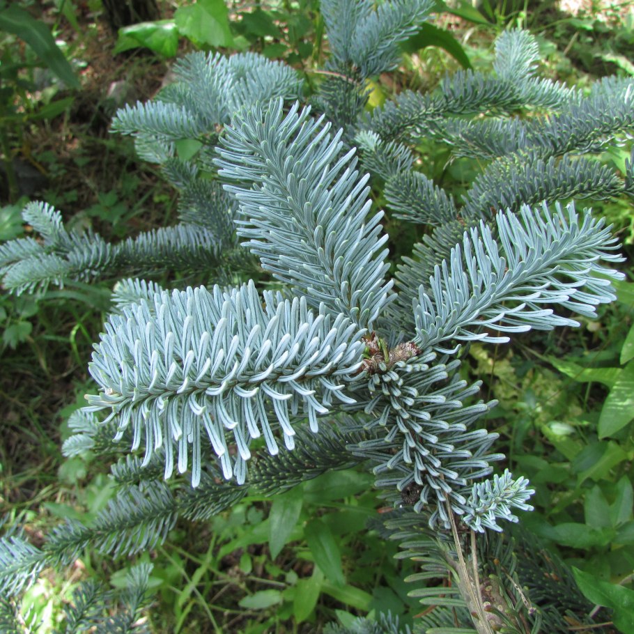 Abies Mariesii пихта Мариса