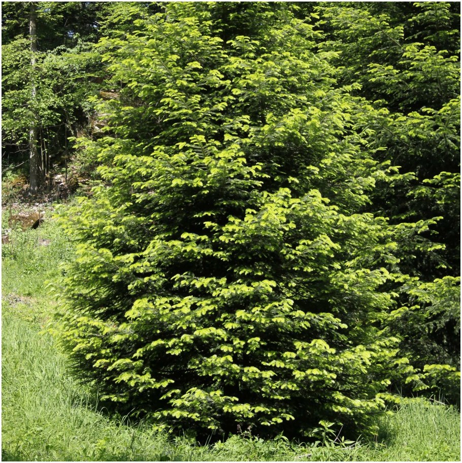 Пихта Виолацеа