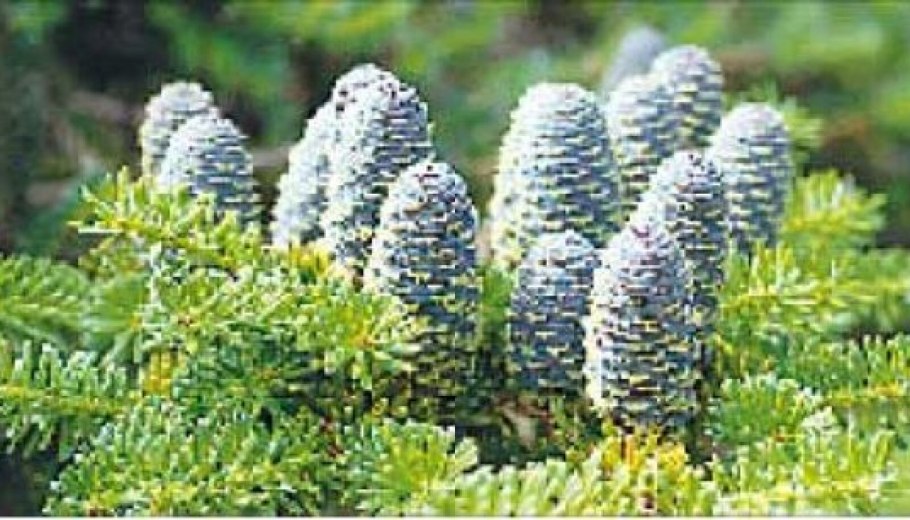 Пихта Абиес Альба