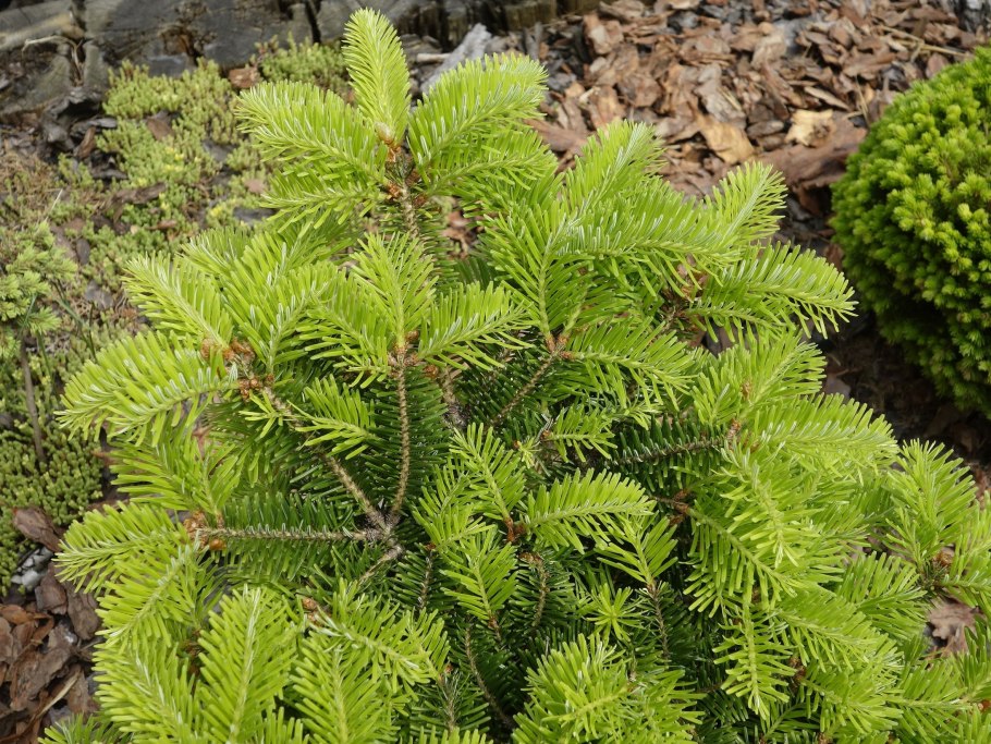 Пихта белая Abies Alba