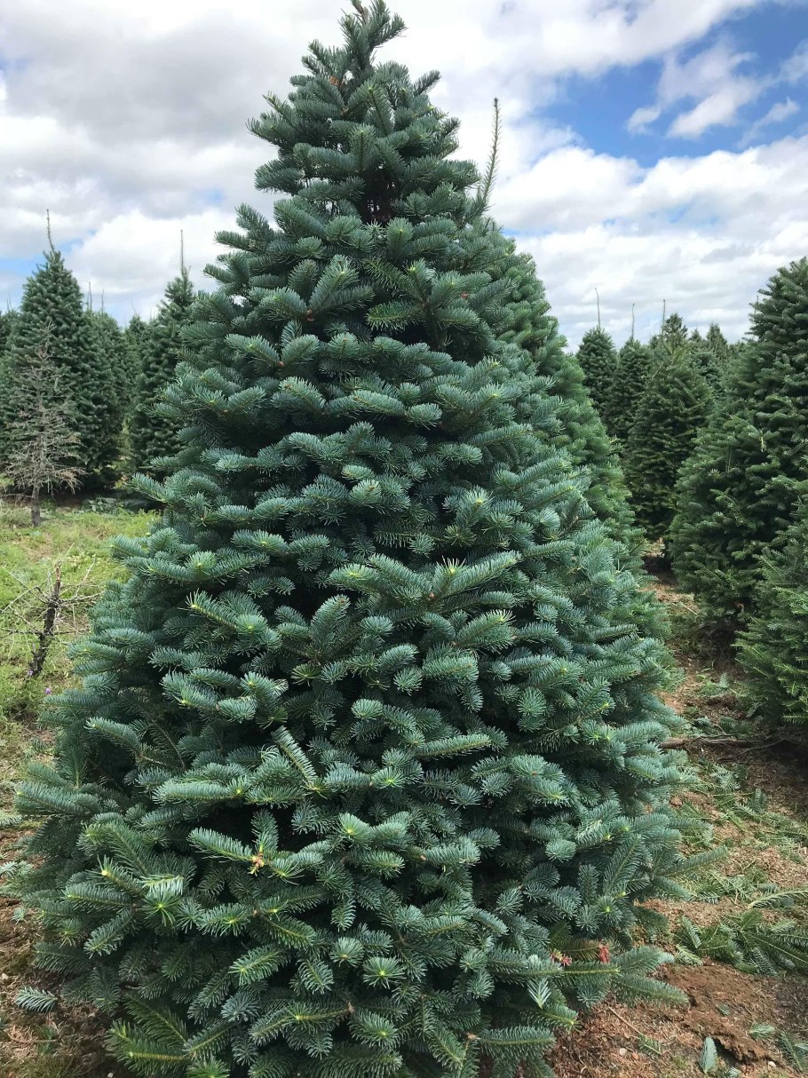 Пихта корейская Abies Koreana