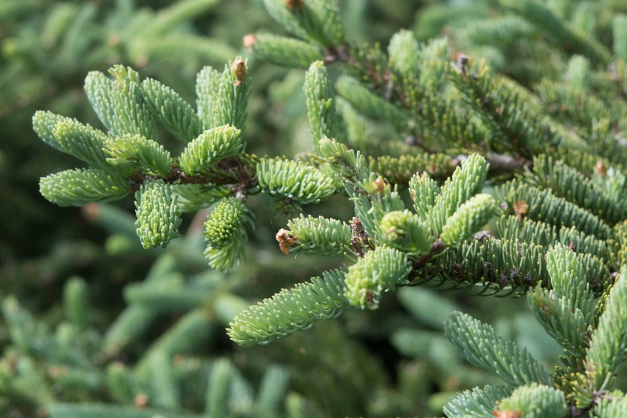 Пихта Abies Koreana