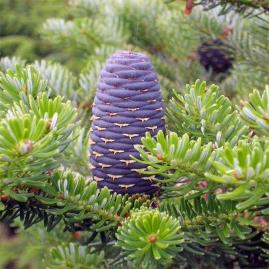 Пихта белая Abies Alba