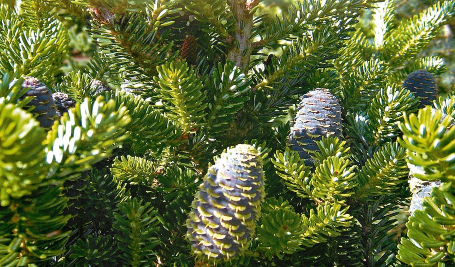 Пихта Сахалинская Abies sachalinensis