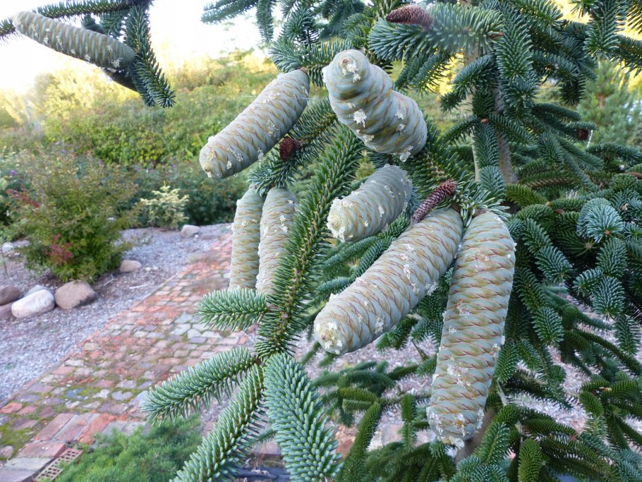 Пихта Альба
