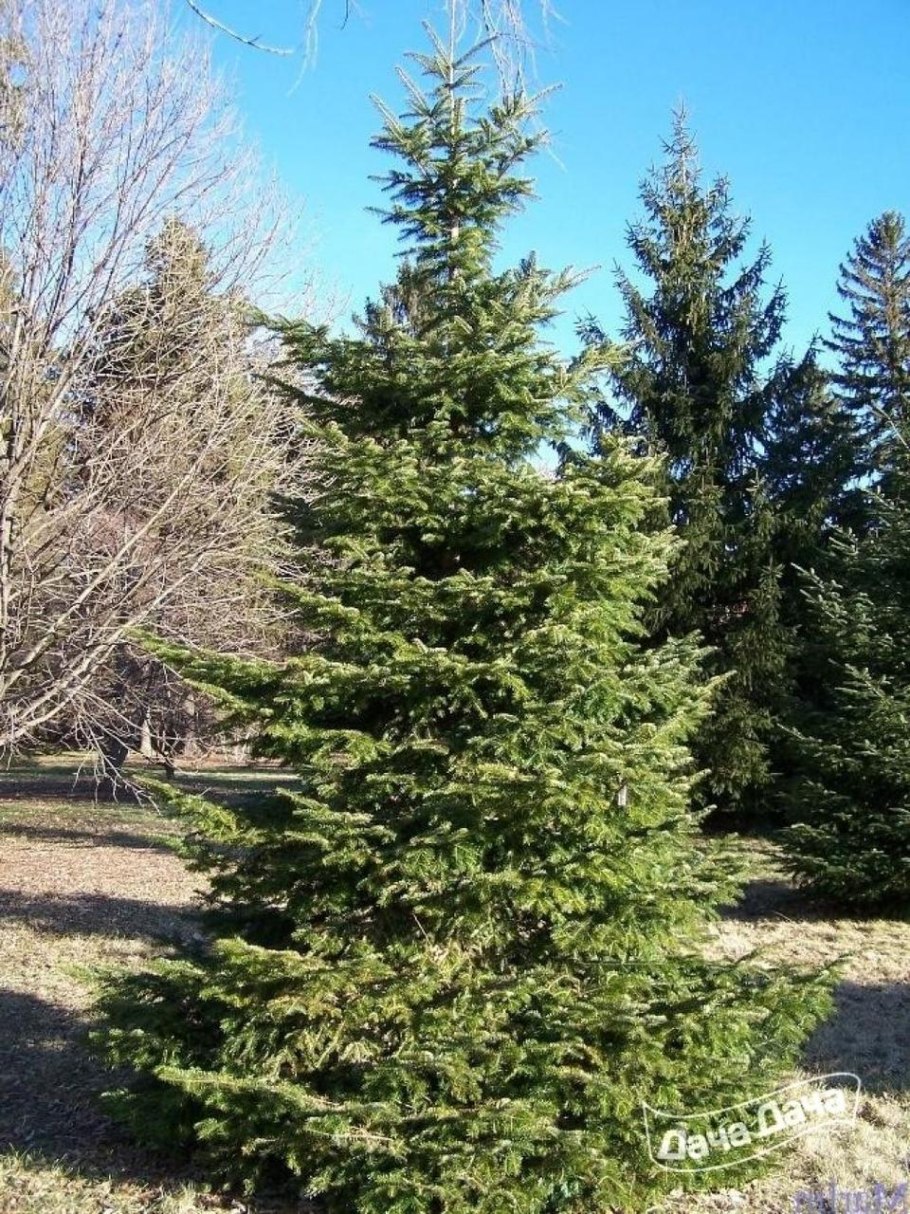 Пихта Alba pyramidalis