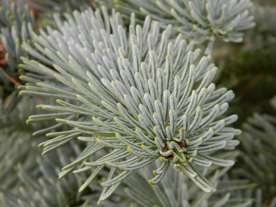 Пихта конколор (одноцветная)