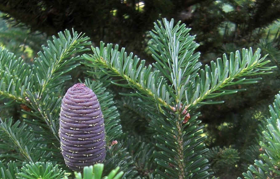 Пихта Сибирская Abies sibirica