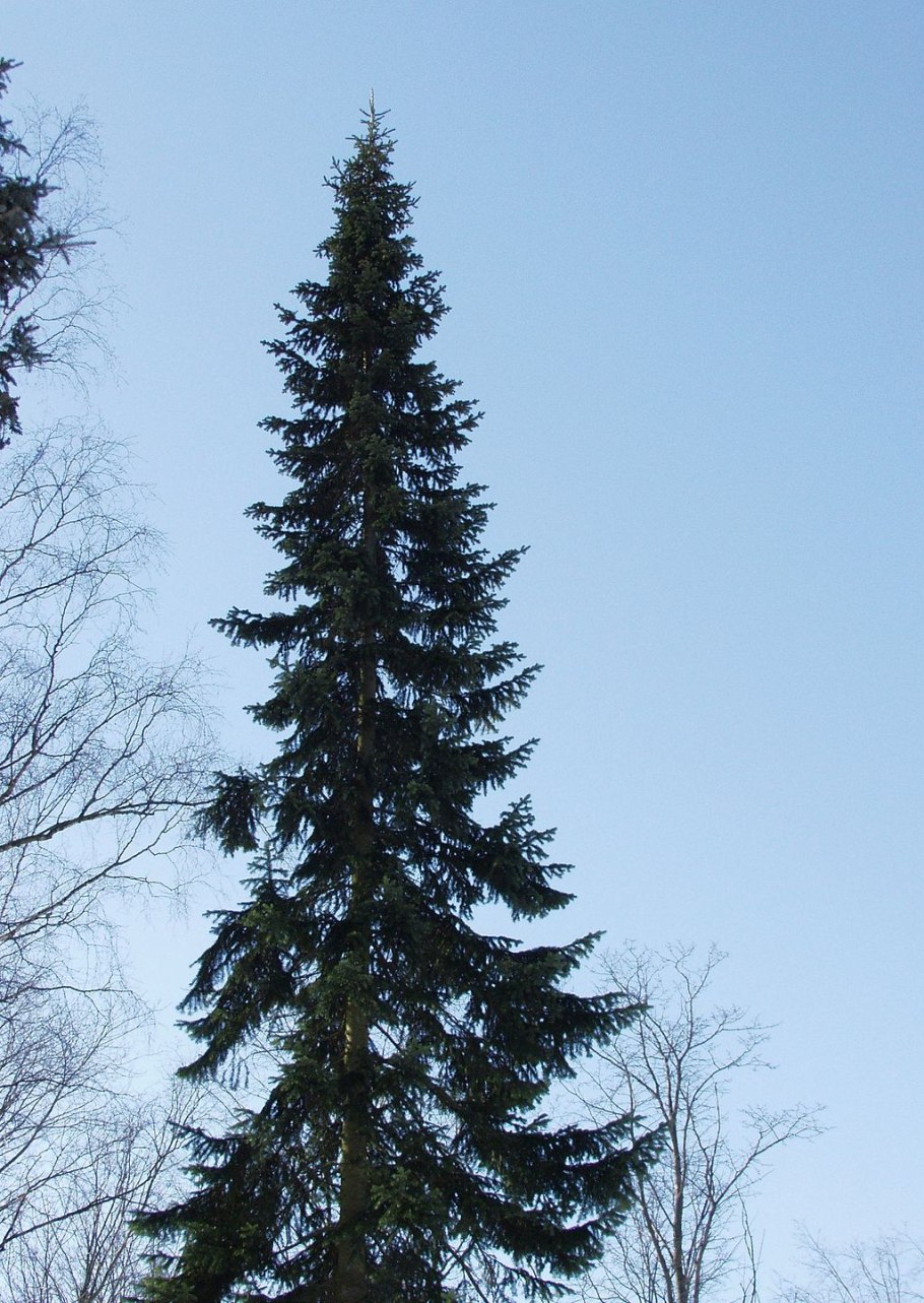 Пихта корейская шишки