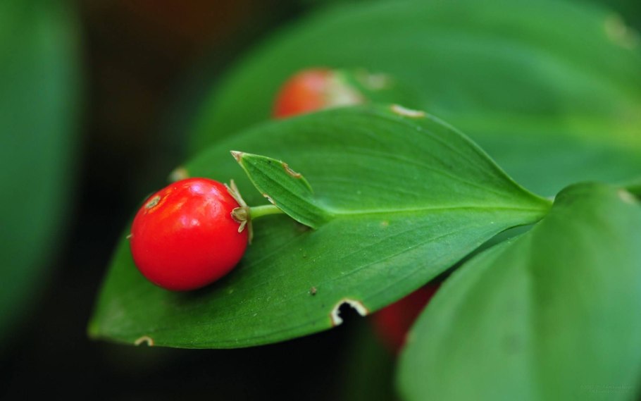 Иглица гирканская