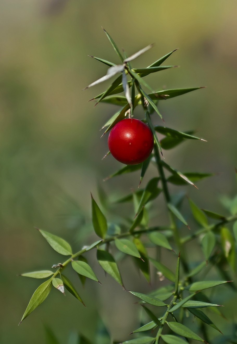 Ruscus aculeatus ареал