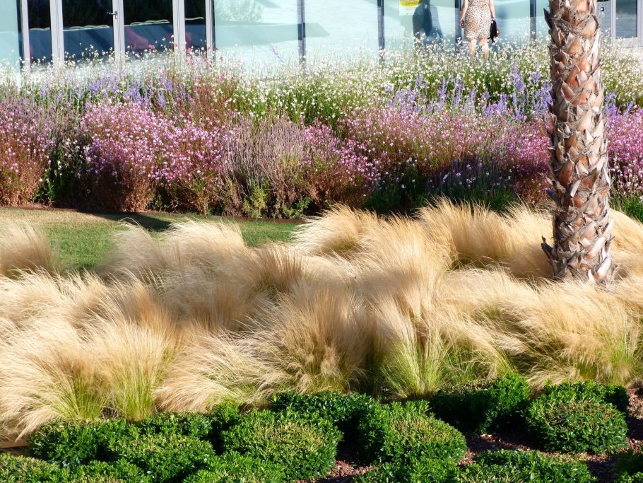 Ячмень гривастый в саду