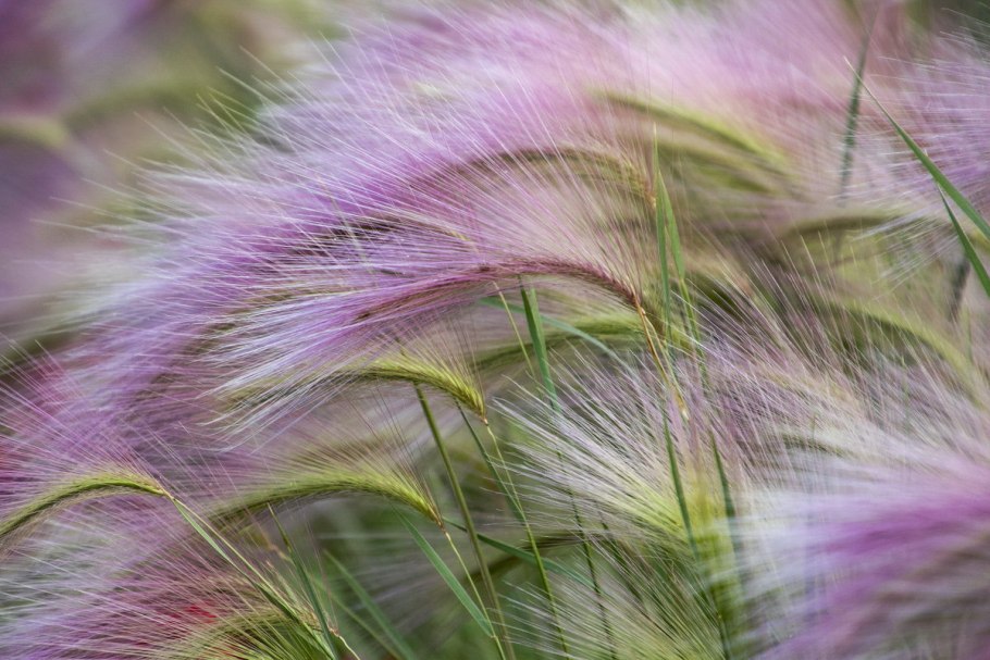 Ковыль ячмень гривастый (Hordeum jubatum)