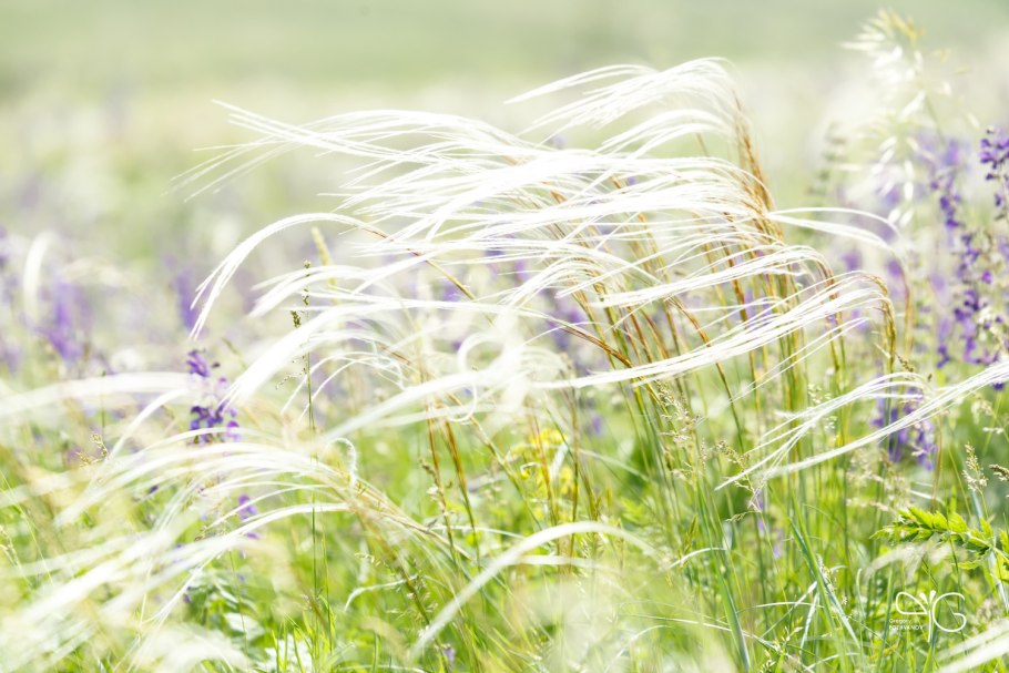 Ковыль перистый (Stipa pennata)