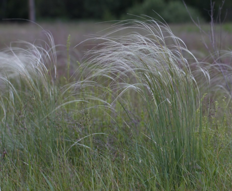 Ковыль перистый (Stipa pennata)