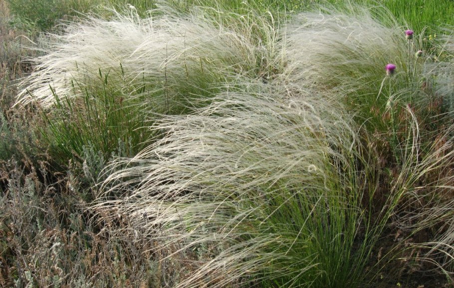 Ковыль Залесского Stipa Zalesskii